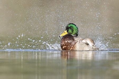 Animal, Bear, Bird, Duck, Mallard, Mammal, Teal, Waterfowl, Wildlife
